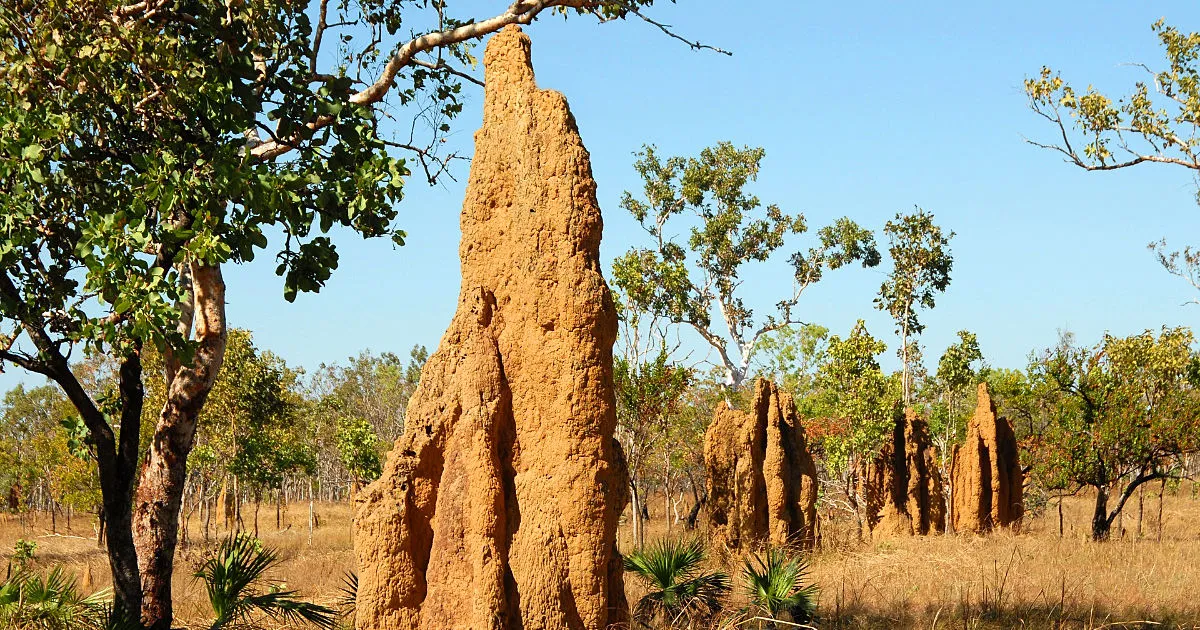 Australian Termites