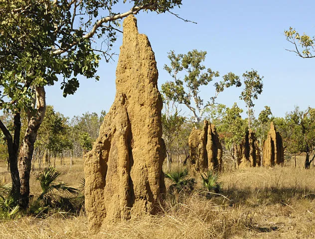 Australian Termites