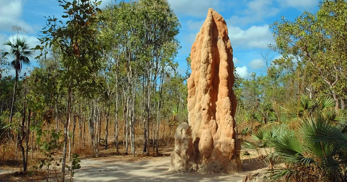 giant northern termite