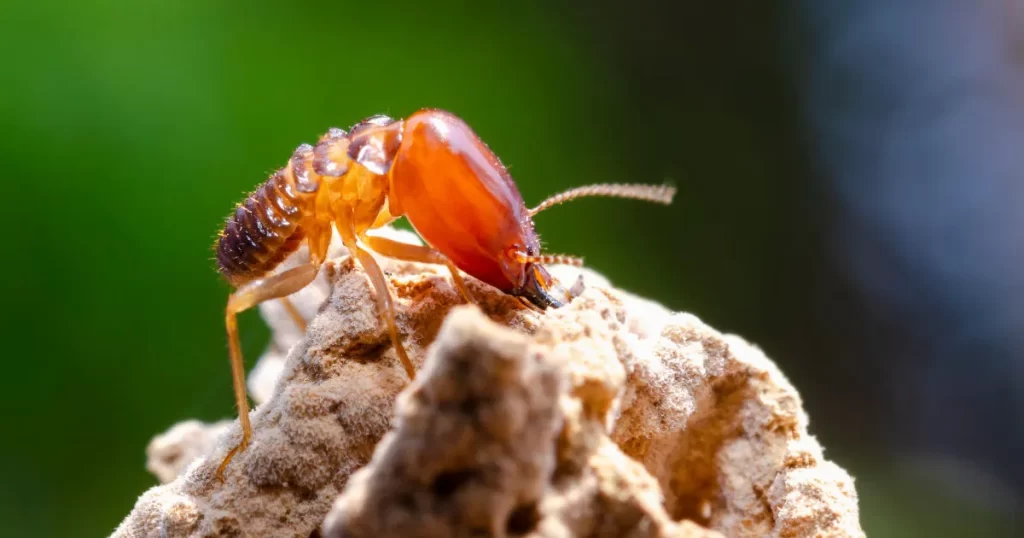 Termite Close up