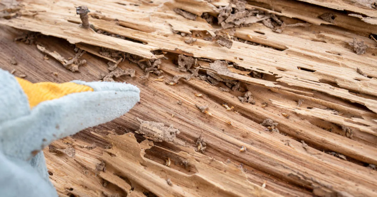 Dry Wood Termite Damage