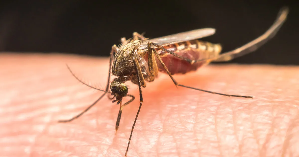 Australian Mosquito Biting a target