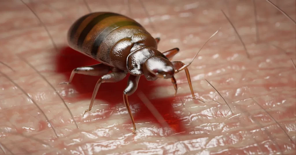 bed bug 3d