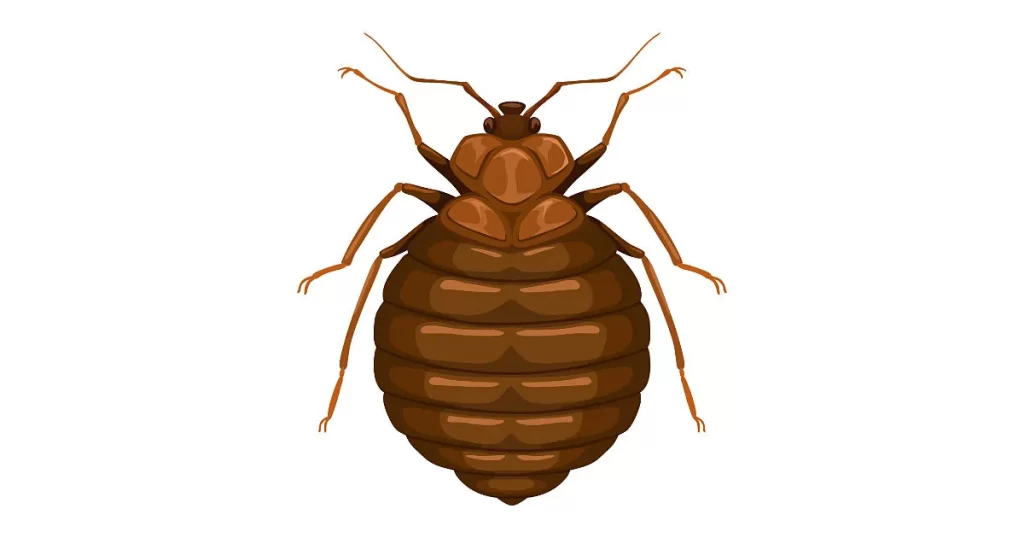 Bedbug control Cairns