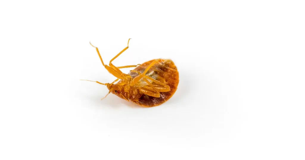 Dead Bed Bug