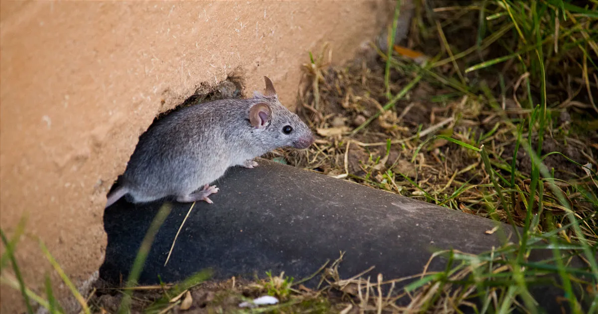 Rodent invading backyard