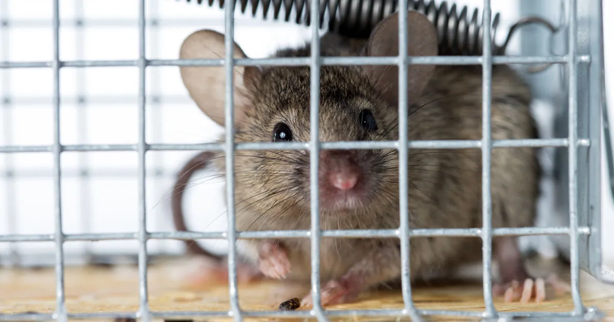 Australian Rodent in Cage