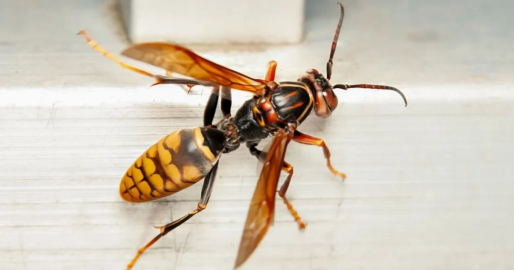 Asian Giant Hornet