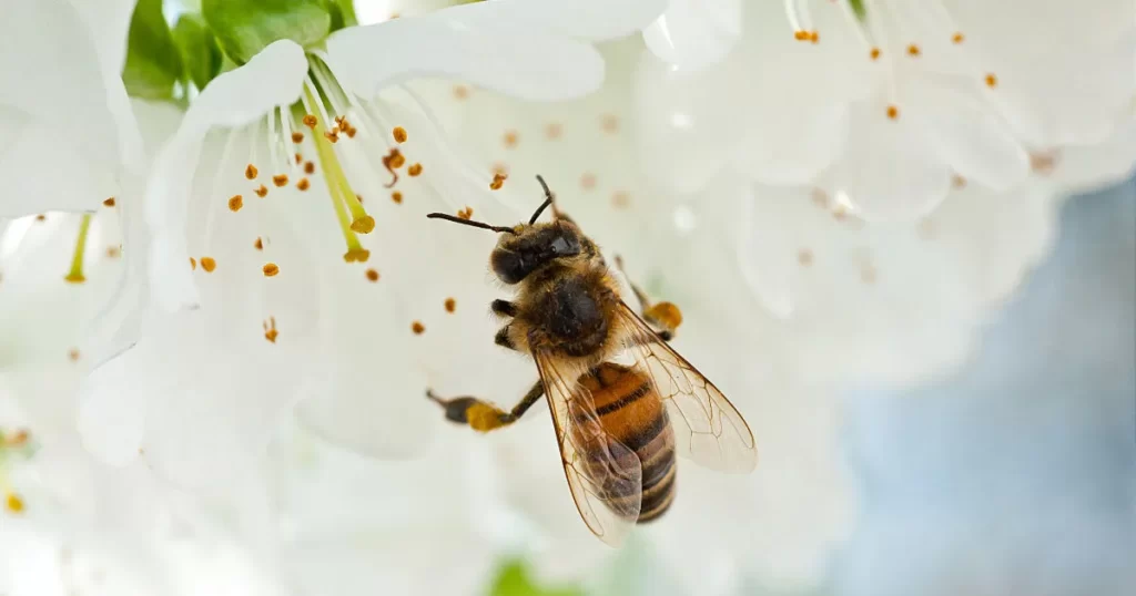 Asian Honey Bee