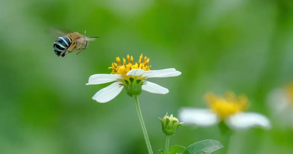 Blue Banded Bee