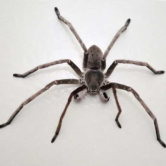 Cairns Hunstman Spider Pest Control