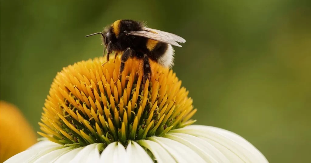 European Bumble Bee