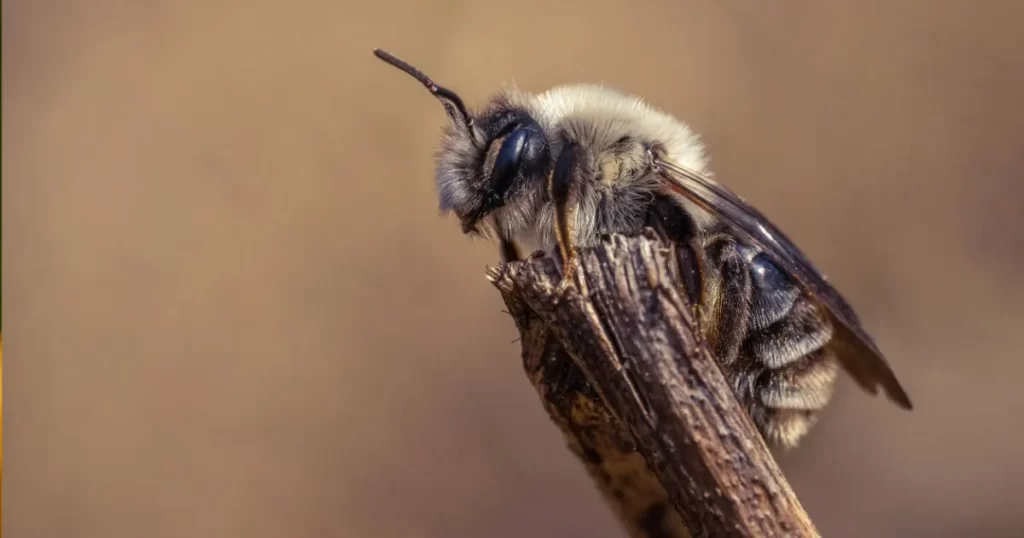 European Honey Bee