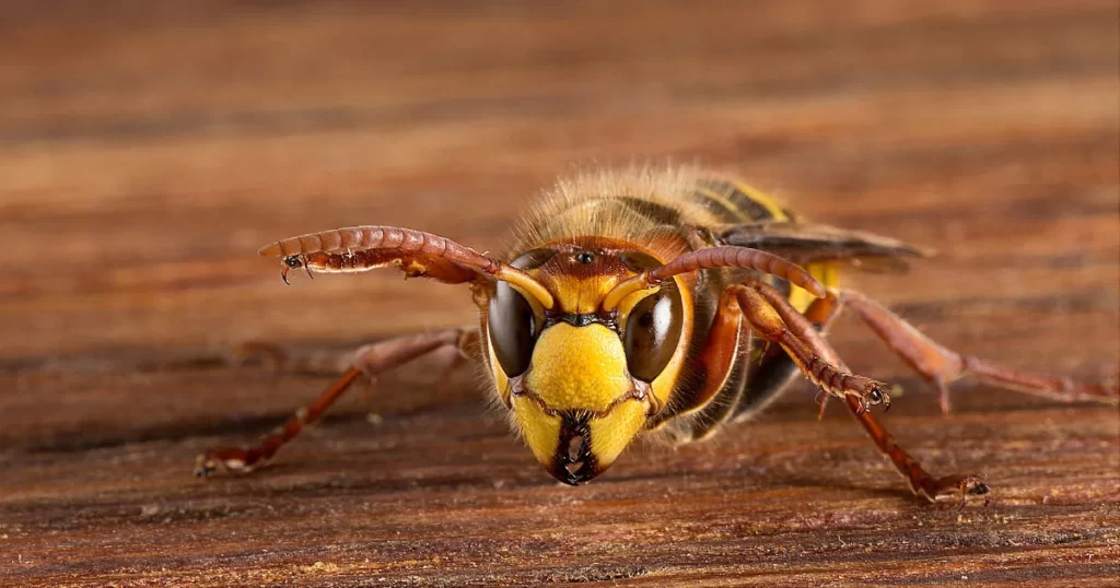 European Hornet