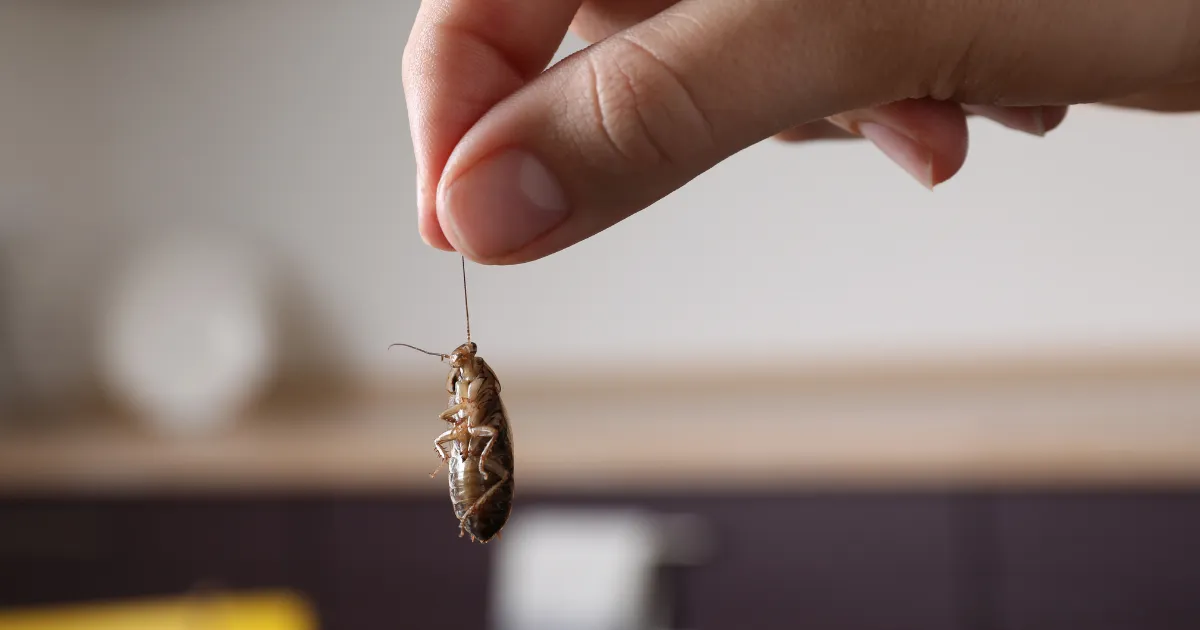 Cockroach pest control cairns