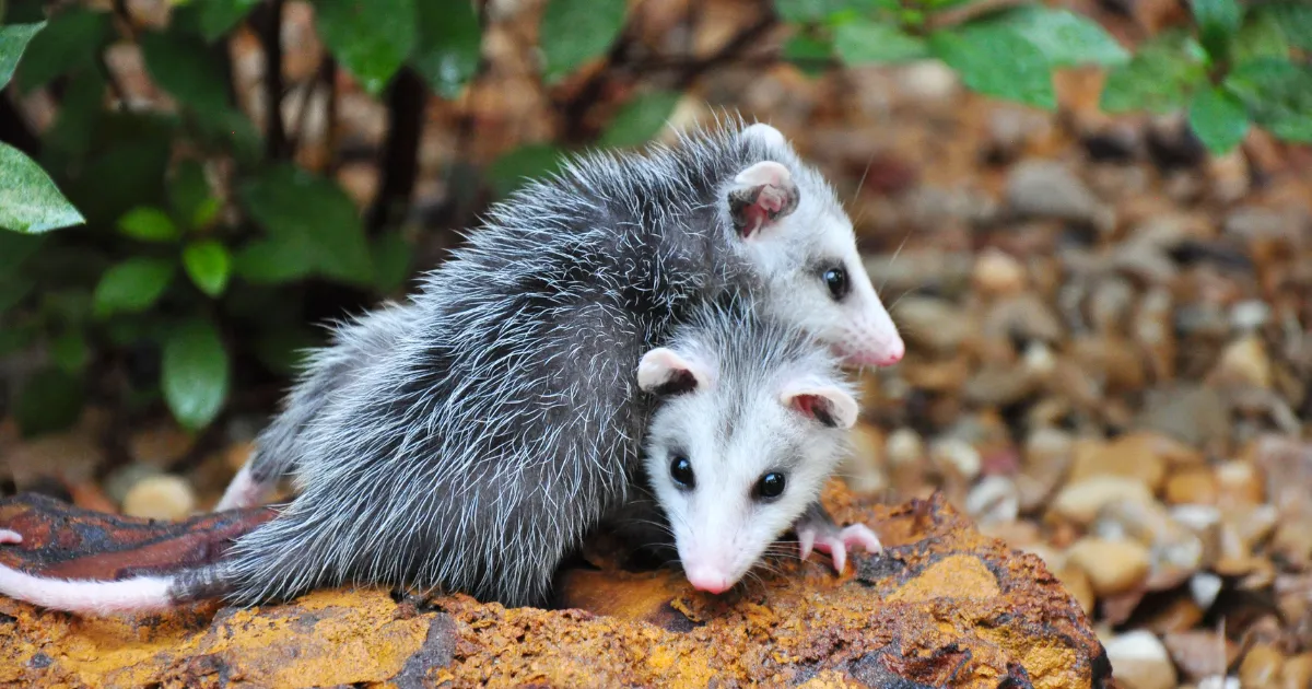 Possum pest control cairns