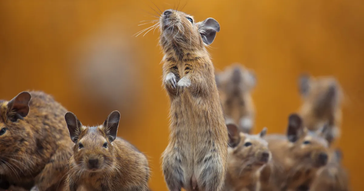 Rodent pest control cairns