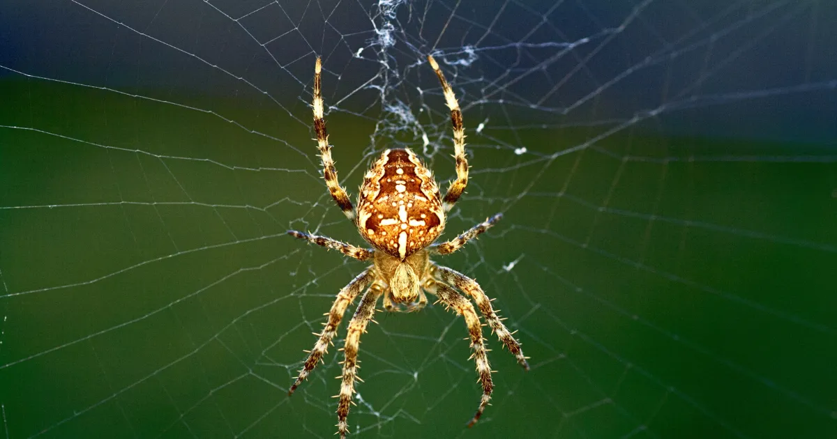 Spider pest control cairns