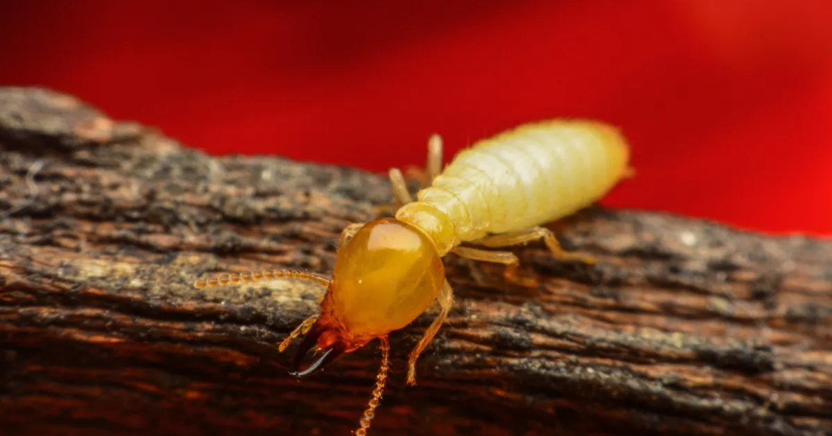 Common pests in Cairns - Termite pest control cairns