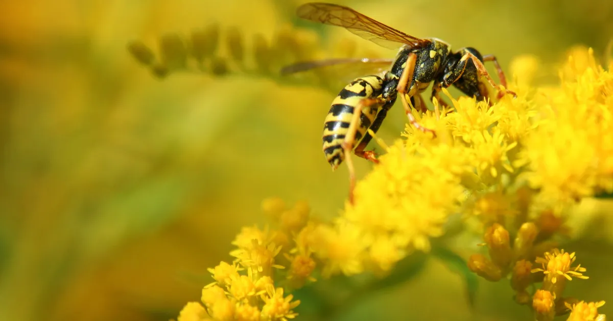 Wasp pest control cairns