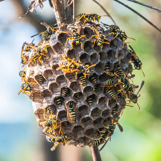 Bee removal cairns