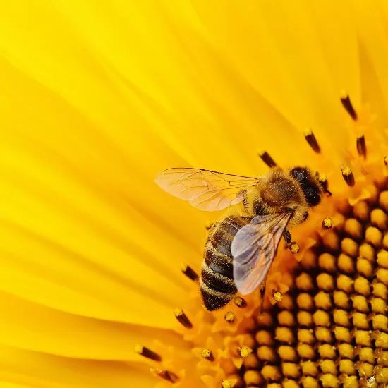 Bee removal cairns