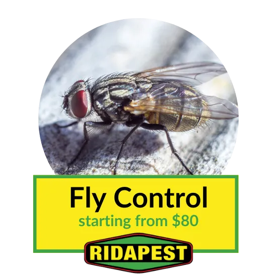 Fly control cairns from $80!