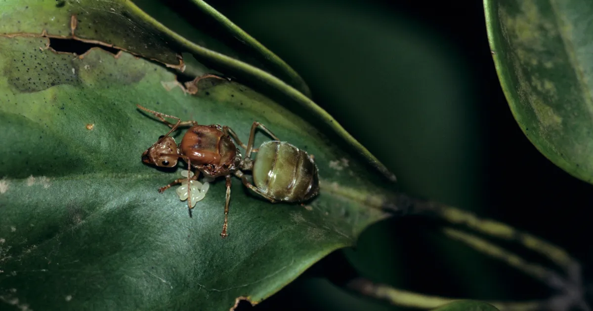 Green ant in Cairns Laying Eggs