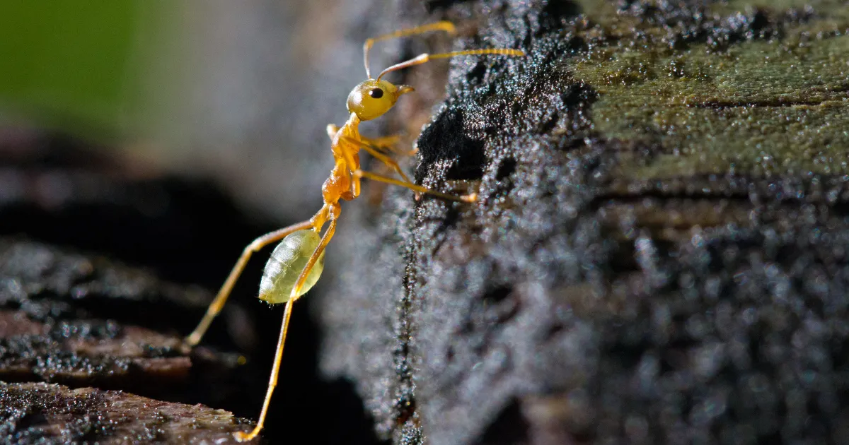 Green Ant Cairns Standing