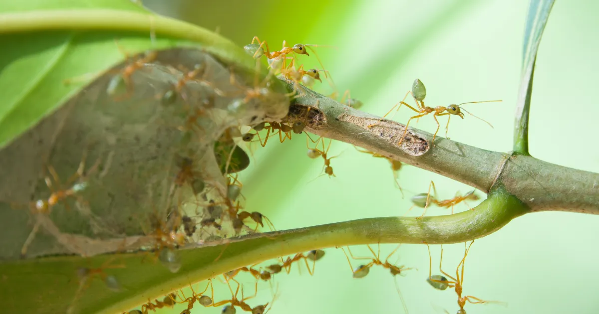 Green ants at work in Cairns