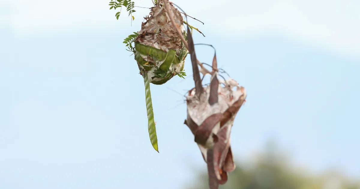 Green ant Nest