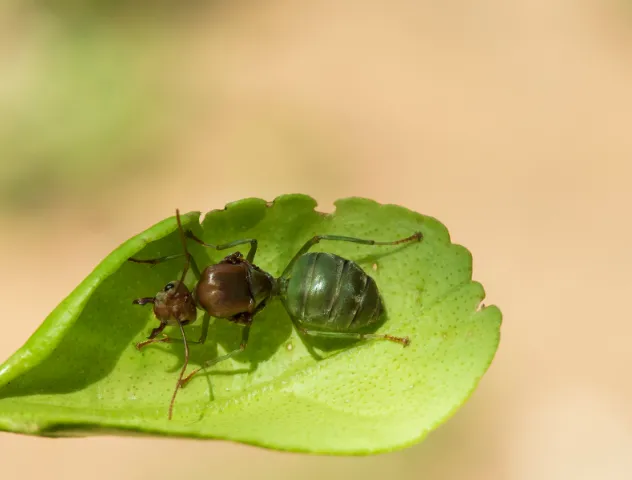 Green Ant on Leaf