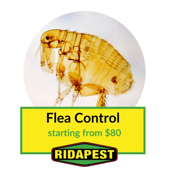 Flea Control Cairns