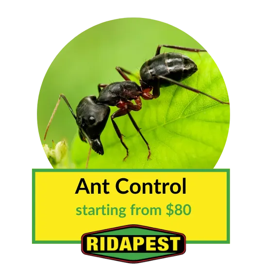 Ant Control Cairns