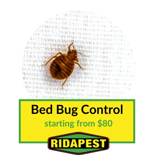 Bed Bug Control Cairns