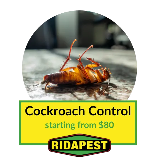 Cockroach Control Cairns