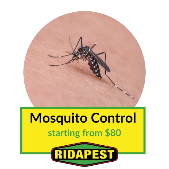 Mosquito Control Cairns