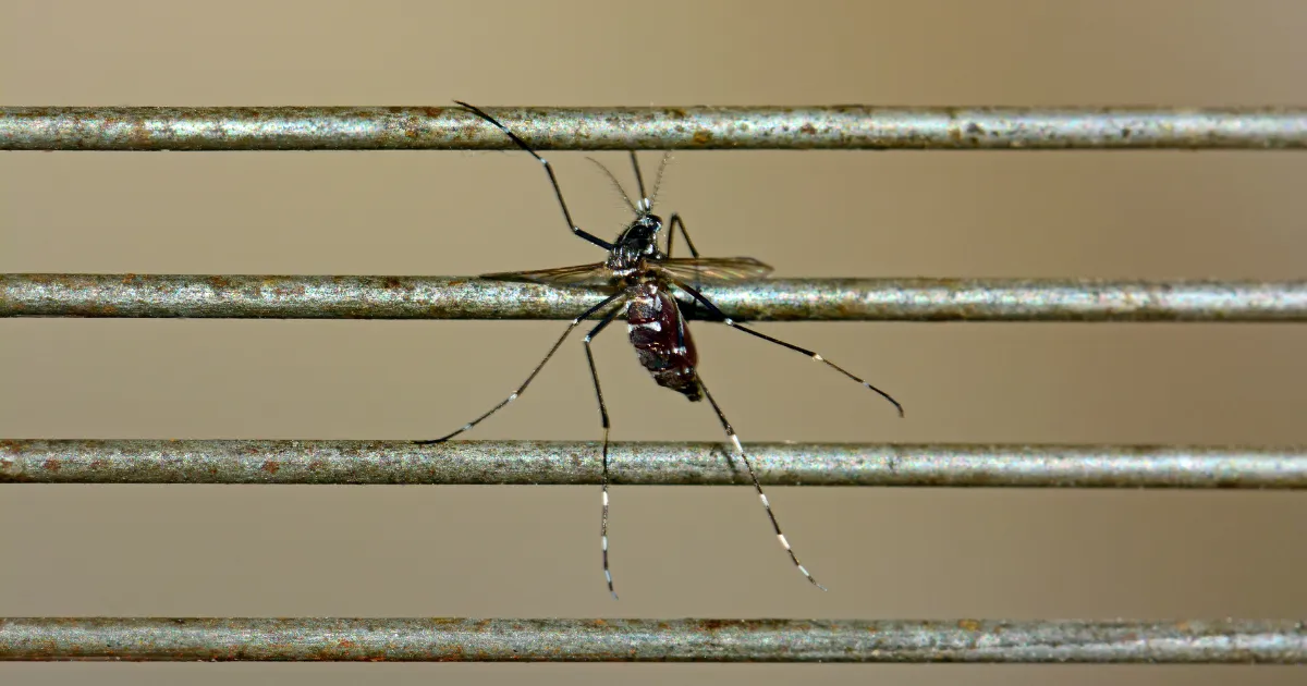 Cairns Mosquito Buzzer