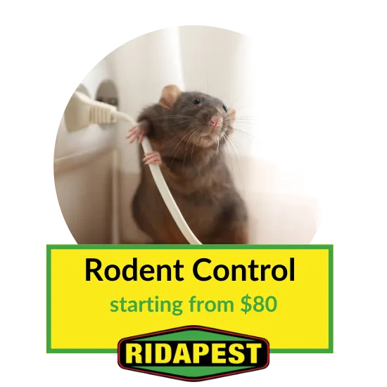 Rodent Control Cairns