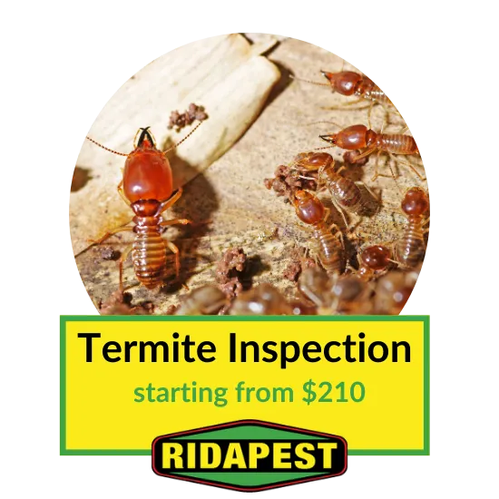 Termite Inspection Cairns