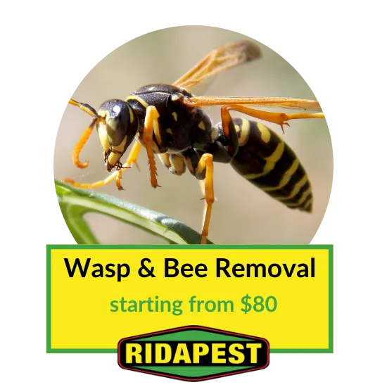 Wasp & Bee Removal Cairns