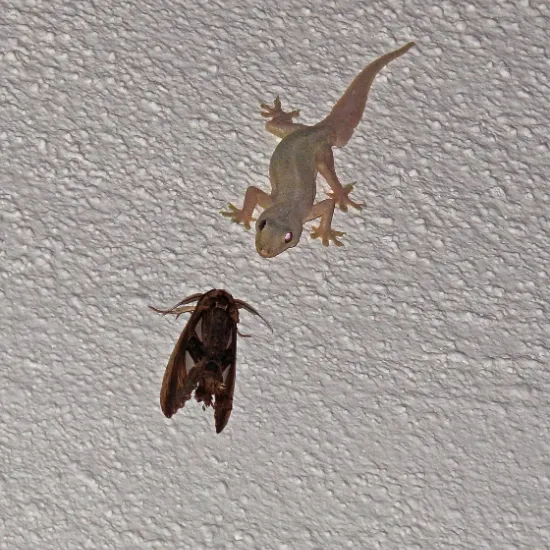 Asian Gecko in Cairns Eating a bug