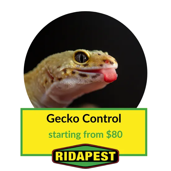 Gecko control in Cairns