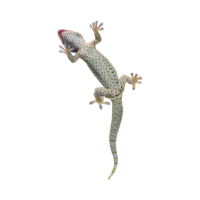 Gecko Control