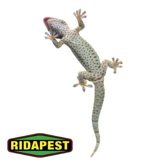 Gecko Pest control in Cairns